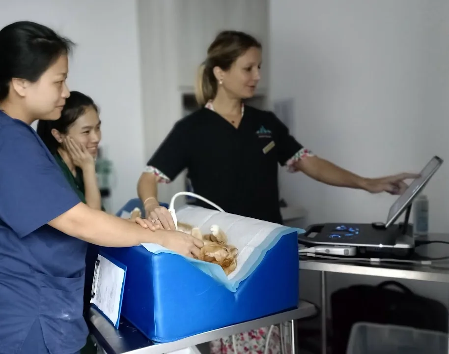 Beecroft Animal Specialist & Emergency Hospital