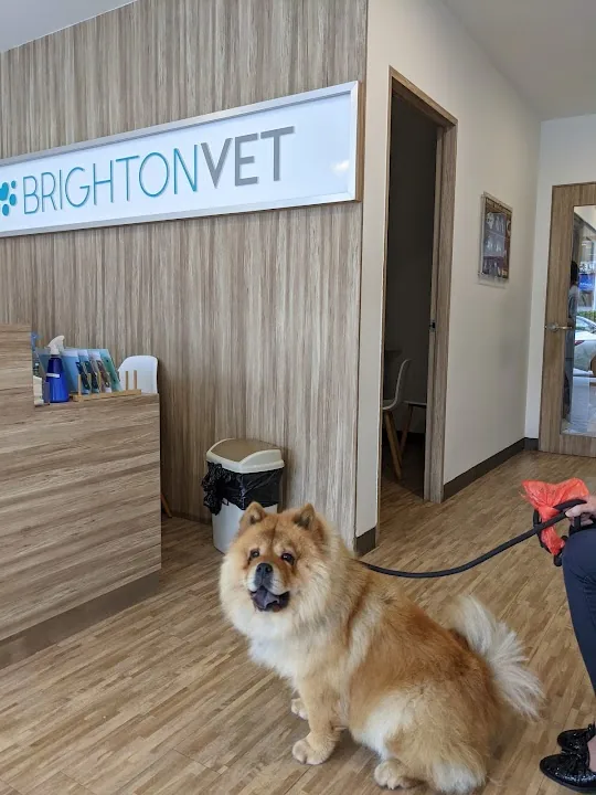 Brighton Vet Care (Serangoon Gardens)
