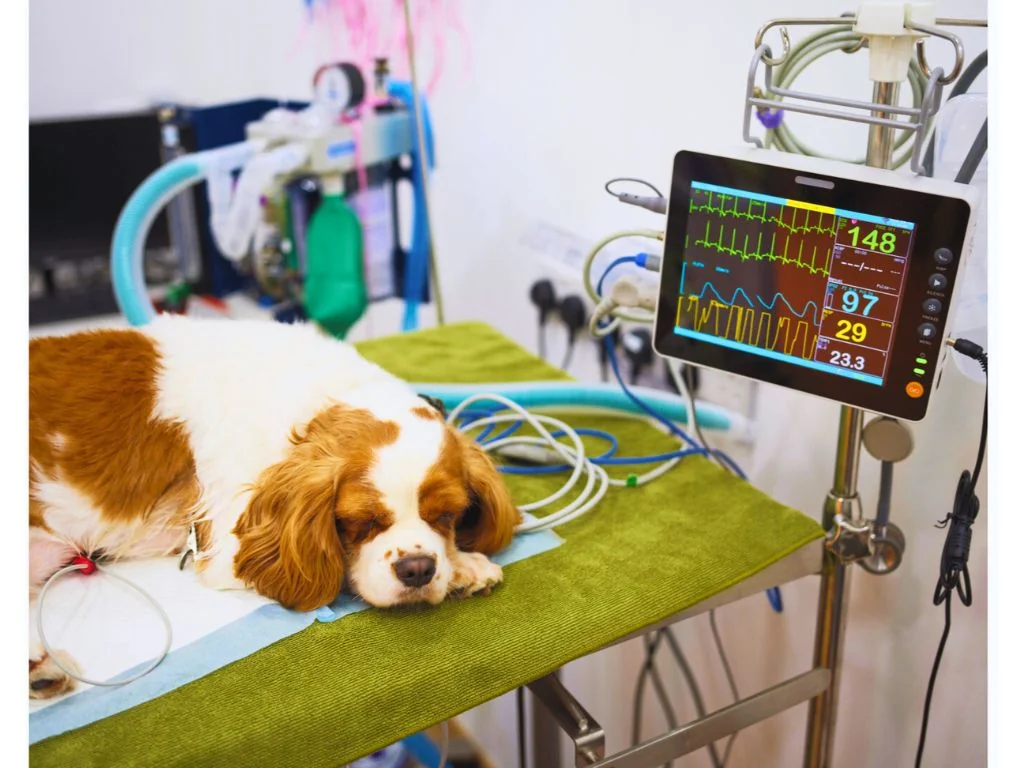 Gaia Vets Singapore (Parksuites)