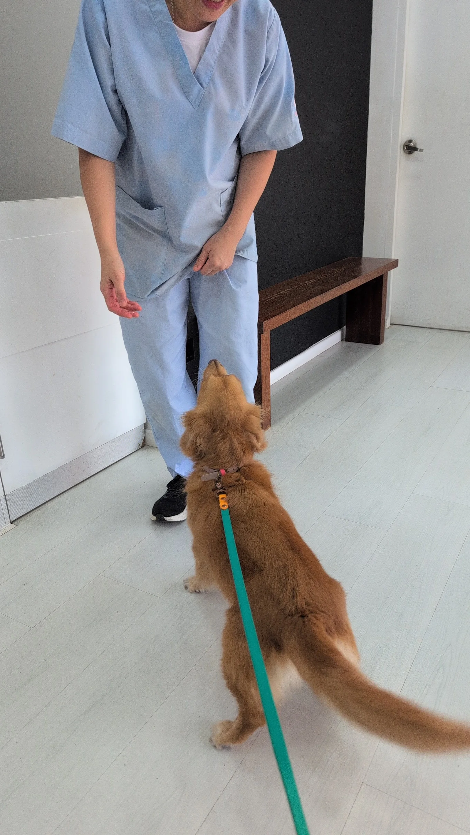 P.A.W (People Animal Wellness) Veterinary Centre Pte.Ltd.