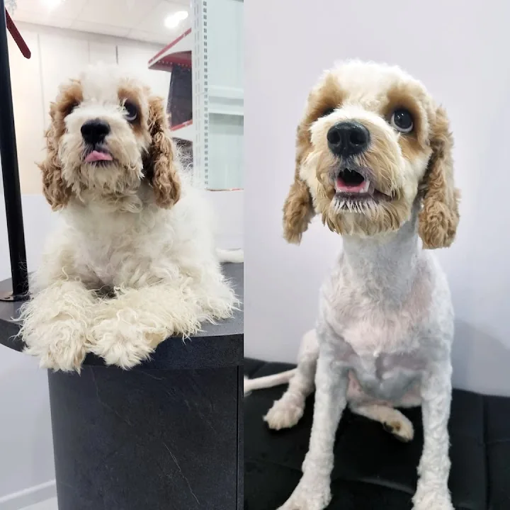 Paws N' Claws Veterinary Surgery (Yishun)