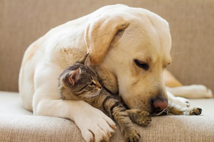 Pets Avenue Veterinary Clinic (Farrer Road)