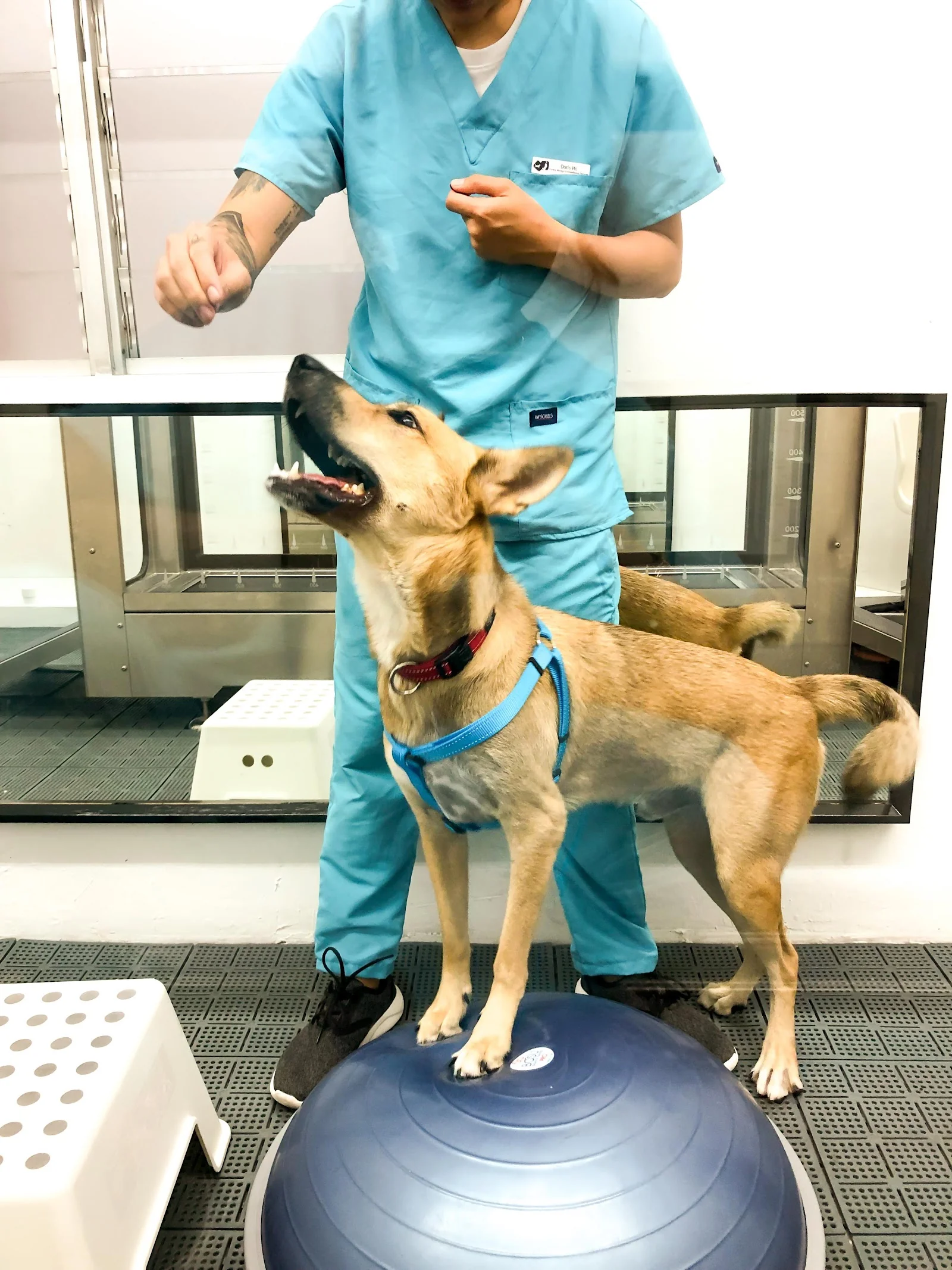 Veterinary Rehabilitation and Hydrotherapy Centre